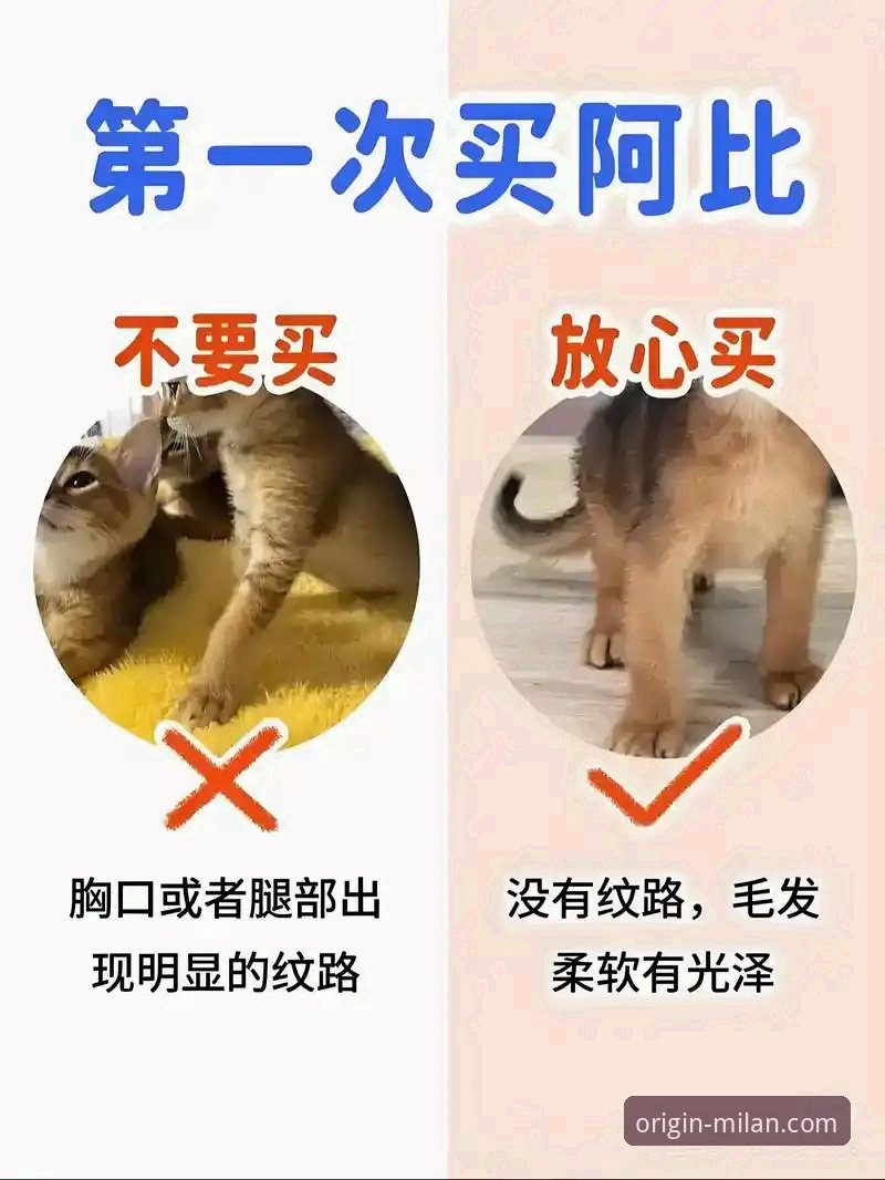 从恒大足球兴衰看俱乐部运营的实用避坑指南